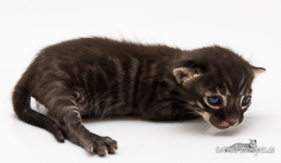 Bengalkatzen Zucht Brandenburg